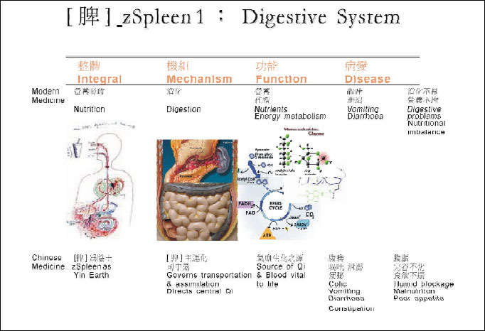 zSpleen